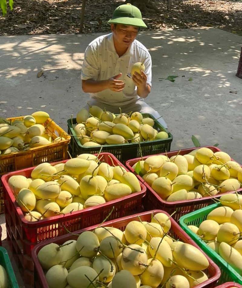 Tin buồn đầu mùa: Xoài Việt dội chợ, giá rẻ hơn rau-3