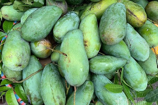 Tin buồn đầu mùa: Xoài Việt dội chợ, giá rẻ hơn rau