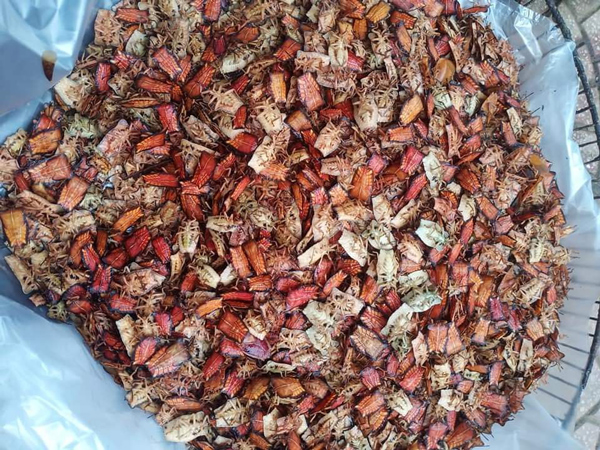 Loài có mùi hôi đến đáng sợ, dân bỏ cả nửa triệu để mua một cân về ăn-1