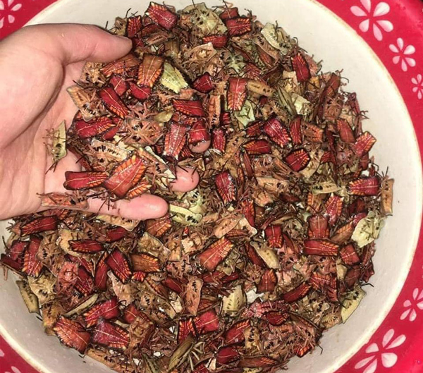 Loài có mùi hôi đến đáng sợ, dân bỏ cả nửa triệu để mua một cân về ăn-2