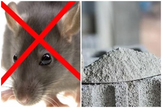 Chỉ cần 1 thìa bột xi măng, chuột nối đuôi nhau chạy 