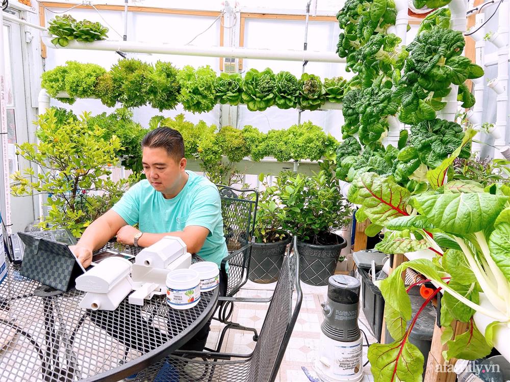 Choáng ngợp trước khu vườn phủ xanh rau quả sạch của tổng giám đốc Việt ở Mỹ-1