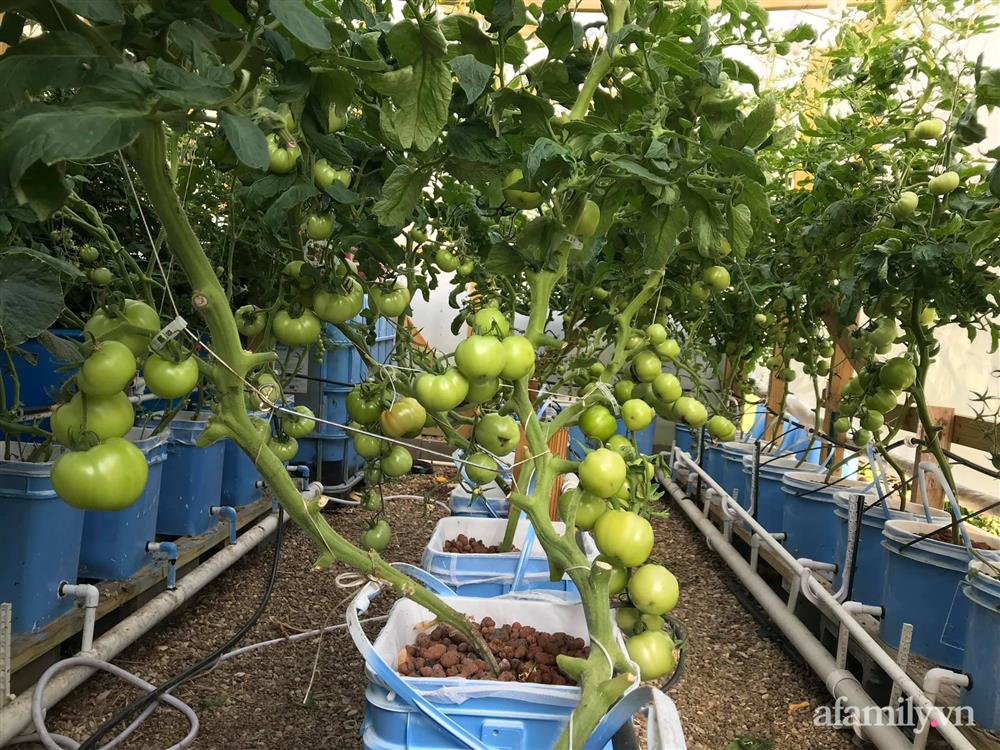 Choáng ngợp trước khu vườn phủ xanh rau quả sạch của tổng giám đốc Việt ở Mỹ-2