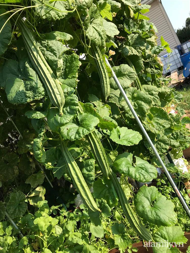 Choáng ngợp trước khu vườn phủ xanh rau quả sạch của tổng giám đốc Việt ở Mỹ-8