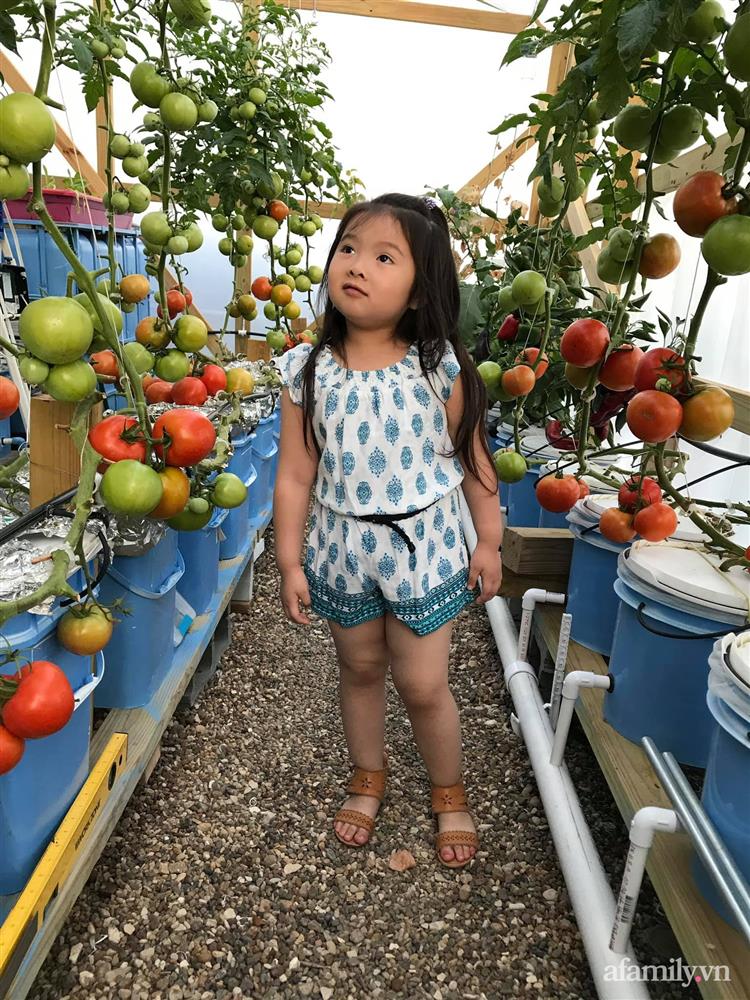 Choáng ngợp trước khu vườn phủ xanh rau quả sạch của tổng giám đốc Việt ở Mỹ-12