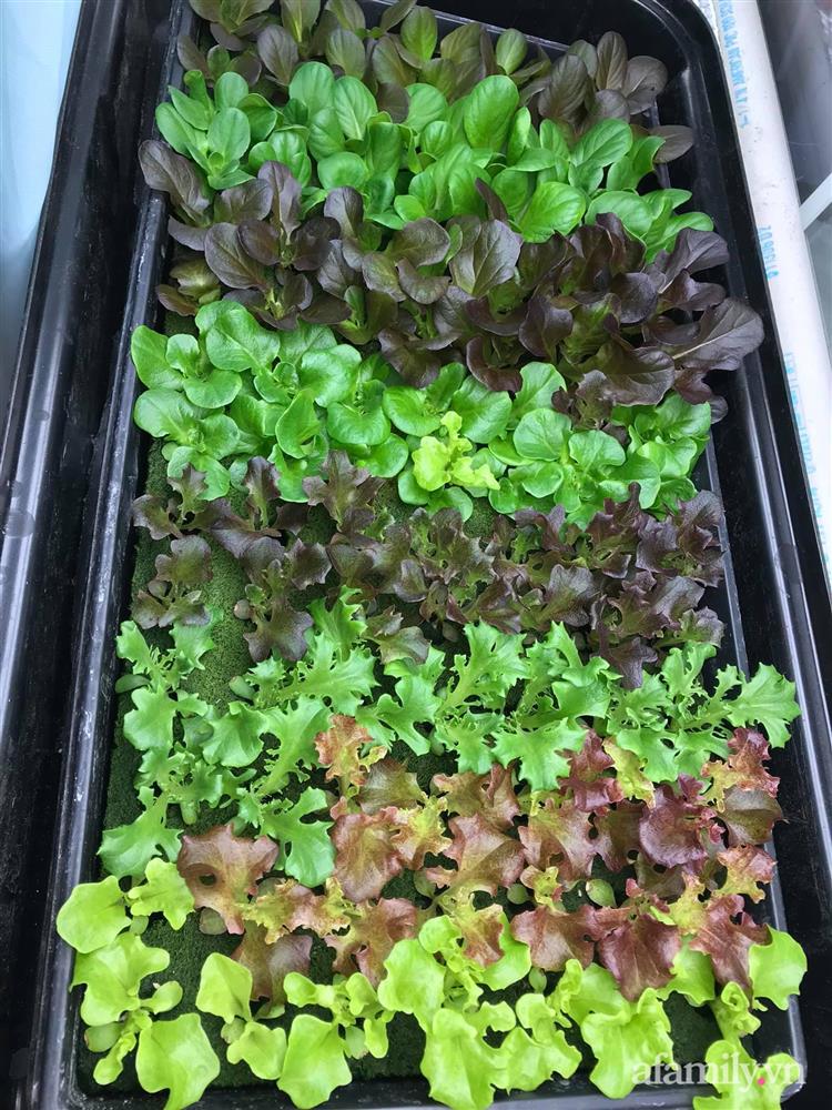 Choáng ngợp trước khu vườn phủ xanh rau quả sạch của tổng giám đốc Việt ở Mỹ-15