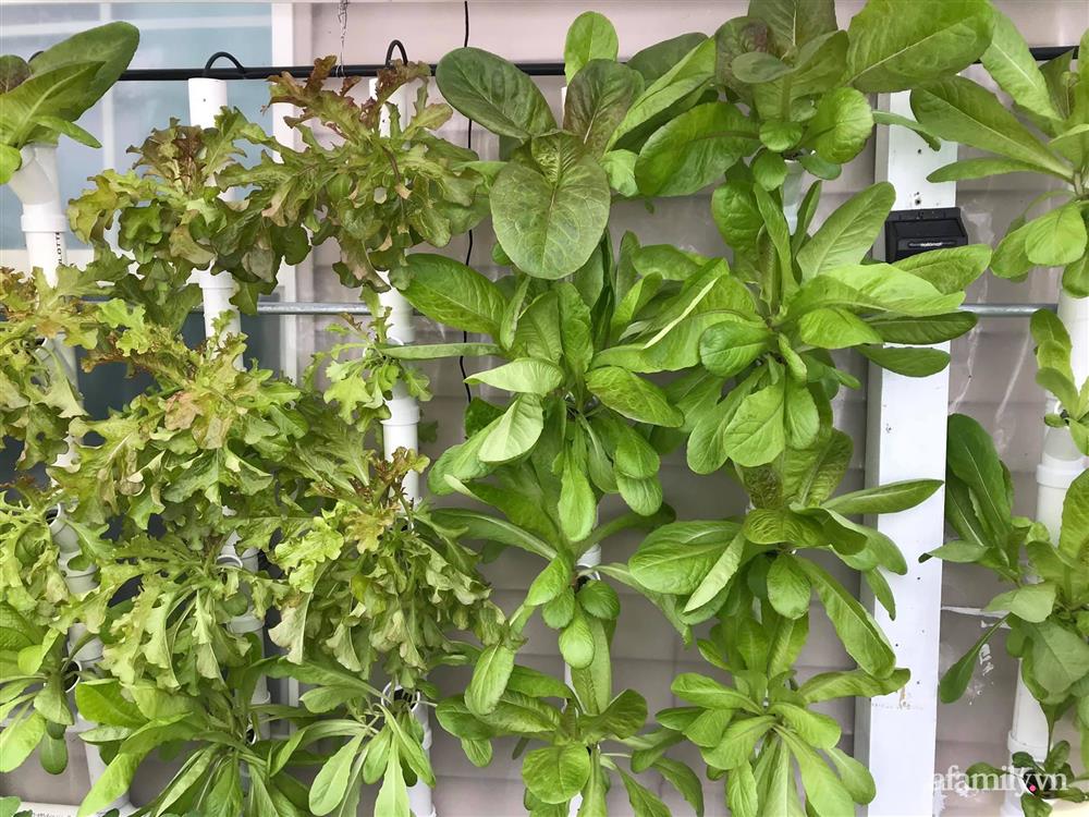 Choáng ngợp trước khu vườn phủ xanh rau quả sạch của tổng giám đốc Việt ở Mỹ-17