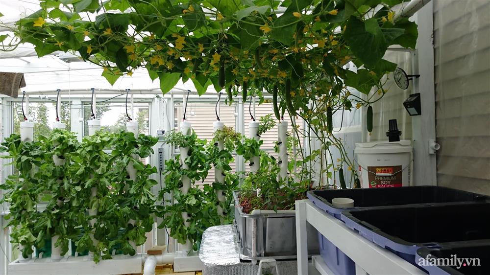 Choáng ngợp trước khu vườn phủ xanh rau quả sạch của tổng giám đốc Việt ở Mỹ-18