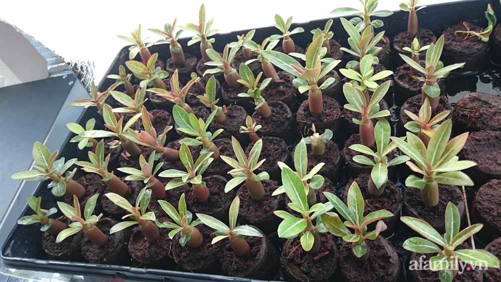 Choáng ngợp trước khu vườn phủ xanh rau quả sạch của tổng giám đốc Việt ở Mỹ-19