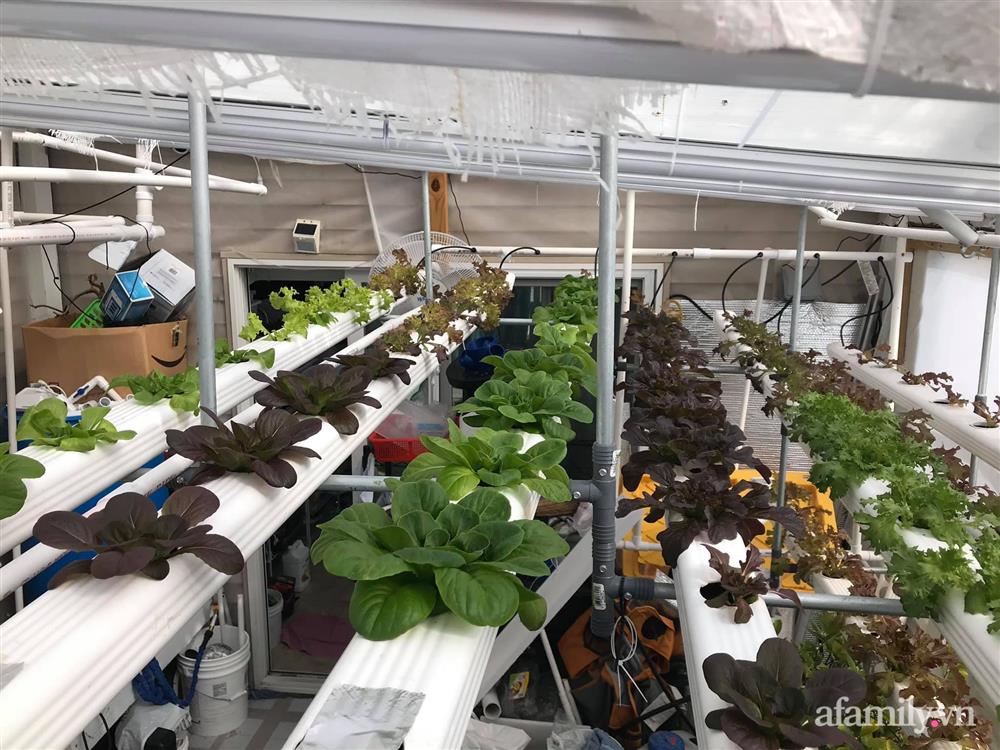 Choáng ngợp trước khu vườn phủ xanh rau quả sạch của tổng giám đốc Việt ở Mỹ-20