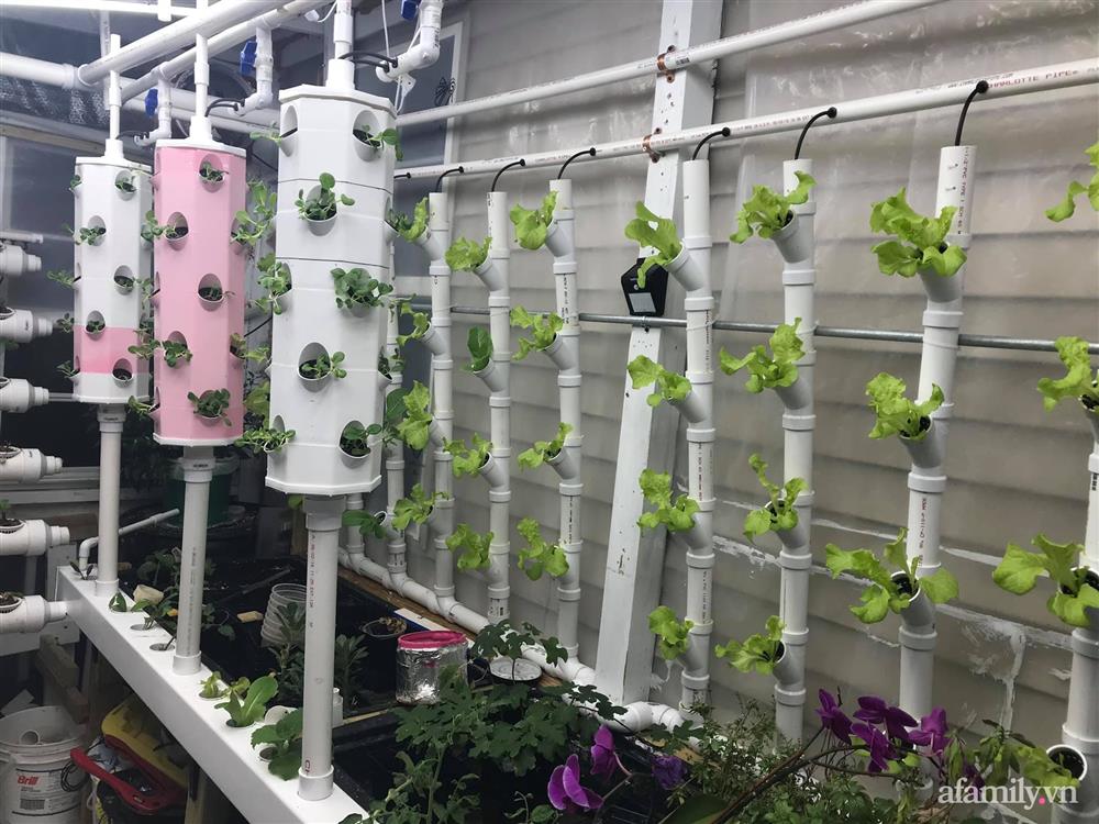 Choáng ngợp trước khu vườn phủ xanh rau quả sạch của tổng giám đốc Việt ở Mỹ-21