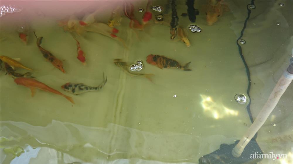 Choáng ngợp trước khu vườn phủ xanh rau quả sạch của tổng giám đốc Việt ở Mỹ-26