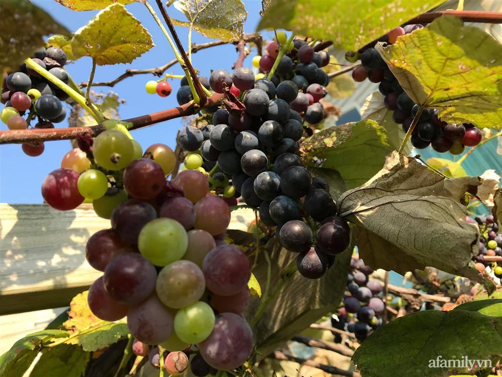 Choáng ngợp trước khu vườn phủ xanh rau quả sạch của tổng giám đốc Việt ở Mỹ-29