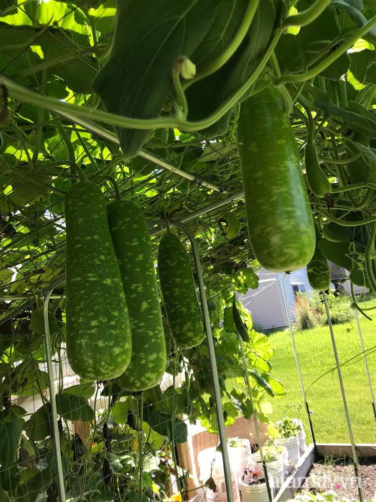 Choáng ngợp trước khu vườn phủ xanh rau quả sạch của tổng giám đốc Việt ở Mỹ-31