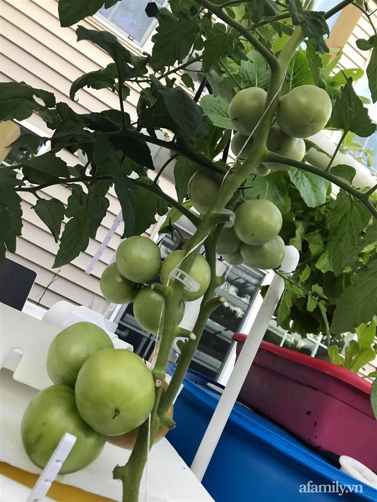 Choáng ngợp trước khu vườn phủ xanh rau quả sạch của tổng giám đốc Việt ở Mỹ-37