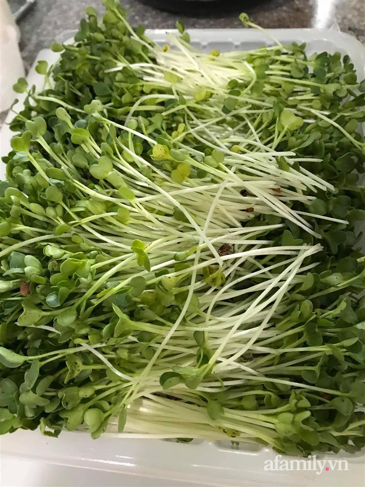 Choáng ngợp trước khu vườn phủ xanh rau quả sạch của tổng giám đốc Việt ở Mỹ-39