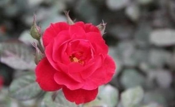 Tử vi 15 ngày tới: 4 con giáp được Thượng Đế ưu ái, cơ hội làm ăn dồi dào, tiền bạc rủng rỉnh hơn trước-1