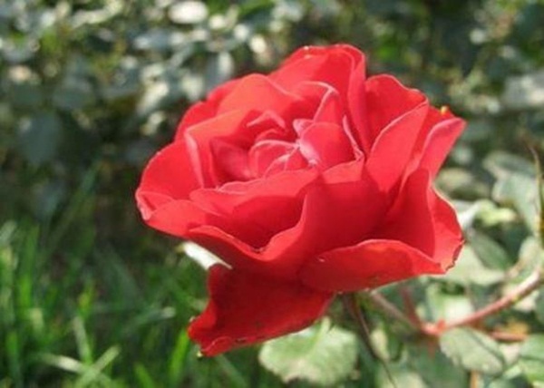 Tử vi 15 ngày tới: 4 con giáp được Thượng Đế ưu ái, cơ hội làm ăn dồi dào, tiền bạc rủng rỉnh hơn trước-2