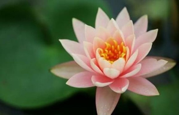 Tử vi 15 ngày tới: 4 con giáp được Thượng Đế ưu ái, cơ hội làm ăn dồi dào, tiền bạc rủng rỉnh hơn trước-3