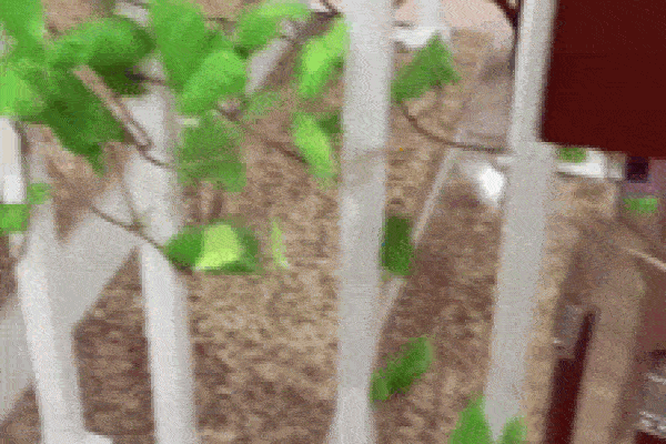 5 loại thực phẩm tuyệt đối không được ăn cùng khoai lang vì có thể gây viêm loét dạ dày, ngộ độc mãn tính-5