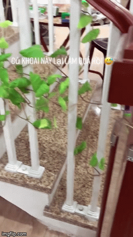 Dây khoai lang tưởng chừng đột biến khiến cả cầu thang quấn dây chằng chịt, vào mà xem độ dài của nó thật sự khiến ai cũng sốc-1