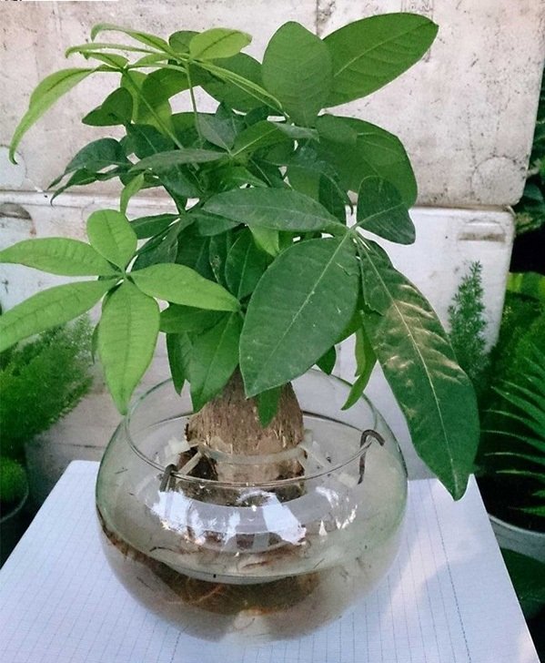 8 loại cây thủy sinh để bàn dễ sống, đặt ở đâu tài lộc ào ào về đó-4