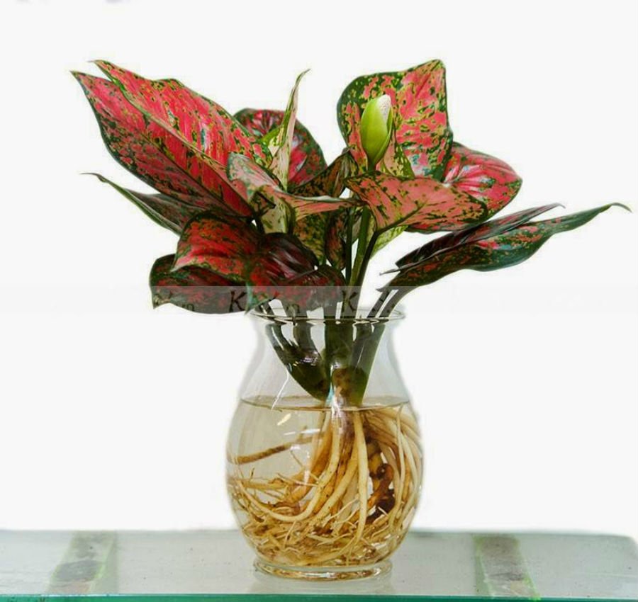 8 loại cây thủy sinh để bàn dễ sống, đặt ở đâu tài lộc ào ào về đó-5