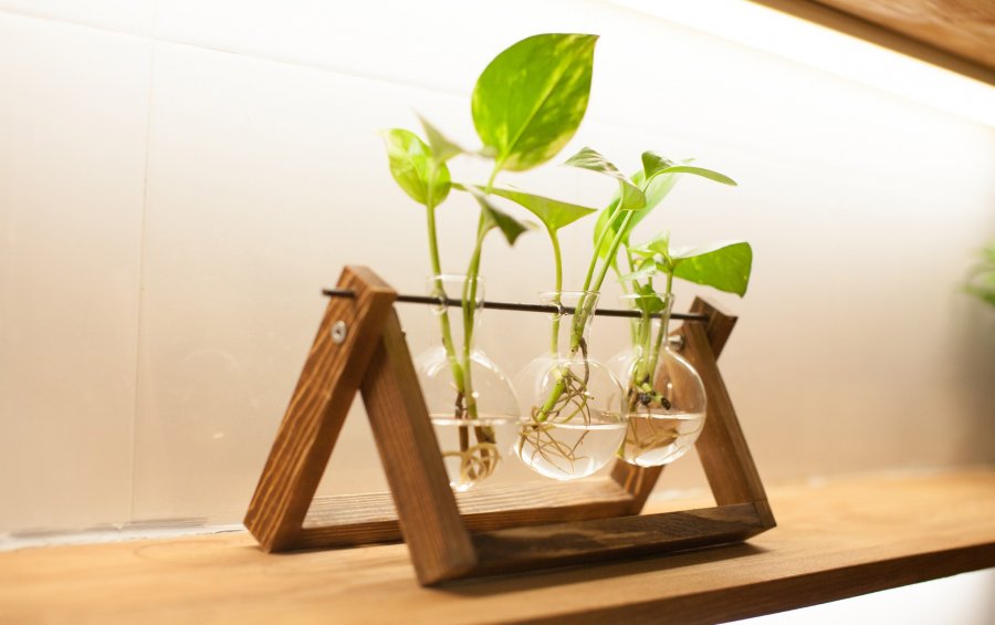 8 loại cây thủy sinh để bàn dễ sống, đặt ở đâu tài lộc ào ào về đó-6