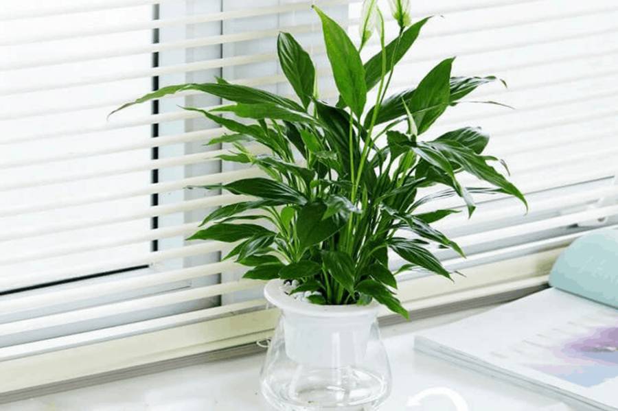 8 loại cây thủy sinh để bàn dễ sống, đặt ở đâu tài lộc ào ào về đó-7