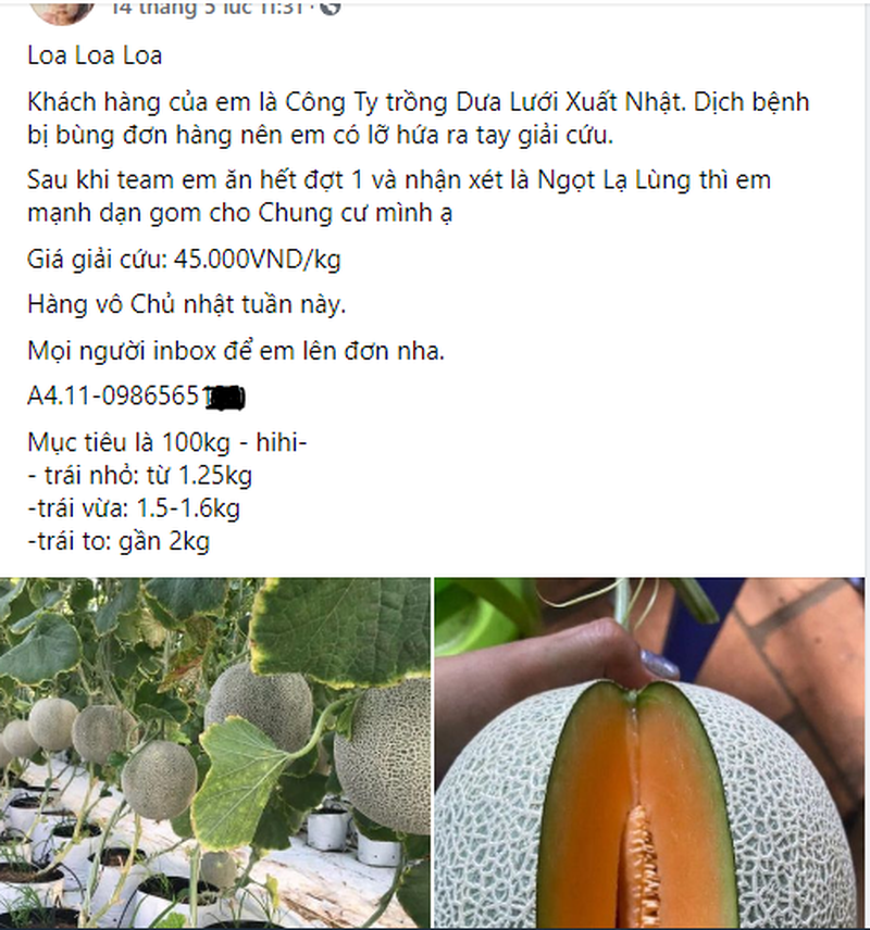 Dưa lưới đại hạ giá, chỉ từ 20.000 đồng/kg-2