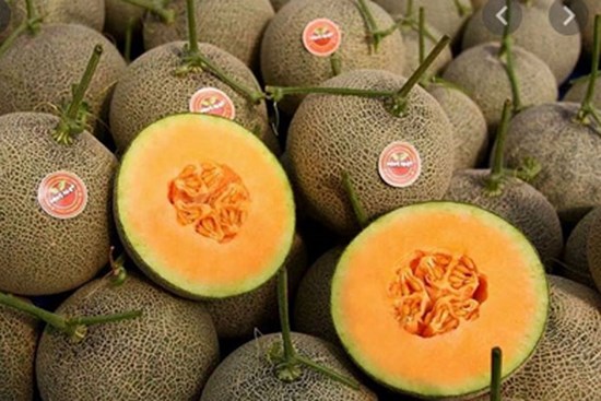 Dưa lưới đại hạ giá, chỉ từ 20.000 đồng/kg