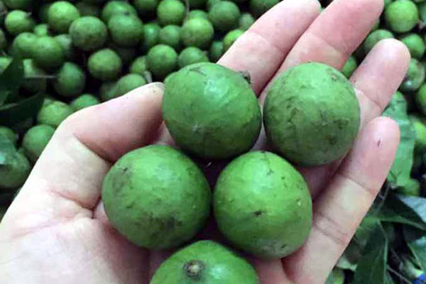 Sấu chín cuối vụ đắt gấp 3 lần vẫn được nhiều người săn lùng-3