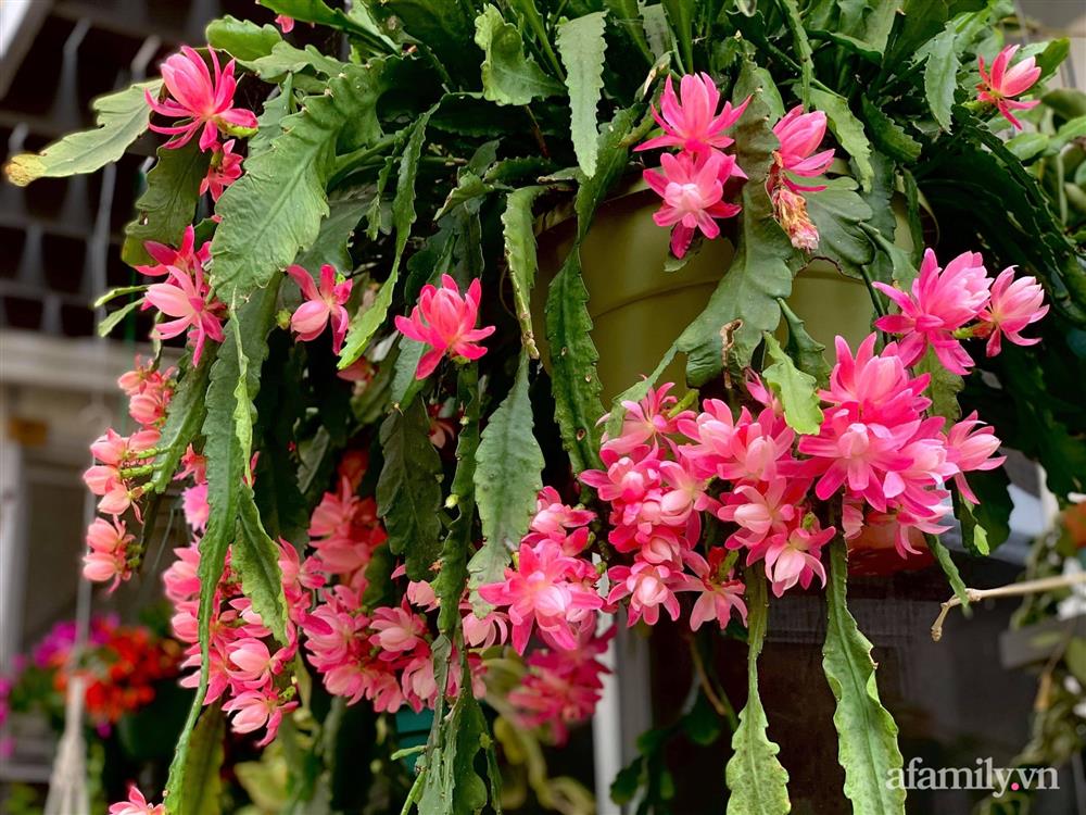 Khu vườn rực rỡ quanh năm với 200 loài quỳnh khoe sắc của mẹ đảm quê Phú Yên-2