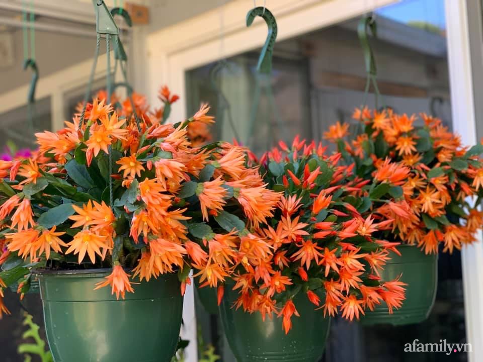 Khu vườn rực rỡ quanh năm với 200 loài quỳnh khoe sắc của mẹ đảm quê Phú Yên-3