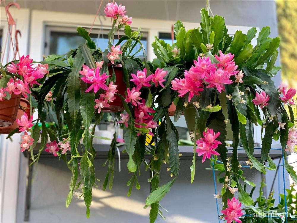 Khu vườn rực rỡ quanh năm với 200 loài quỳnh khoe sắc của mẹ đảm quê Phú Yên-5