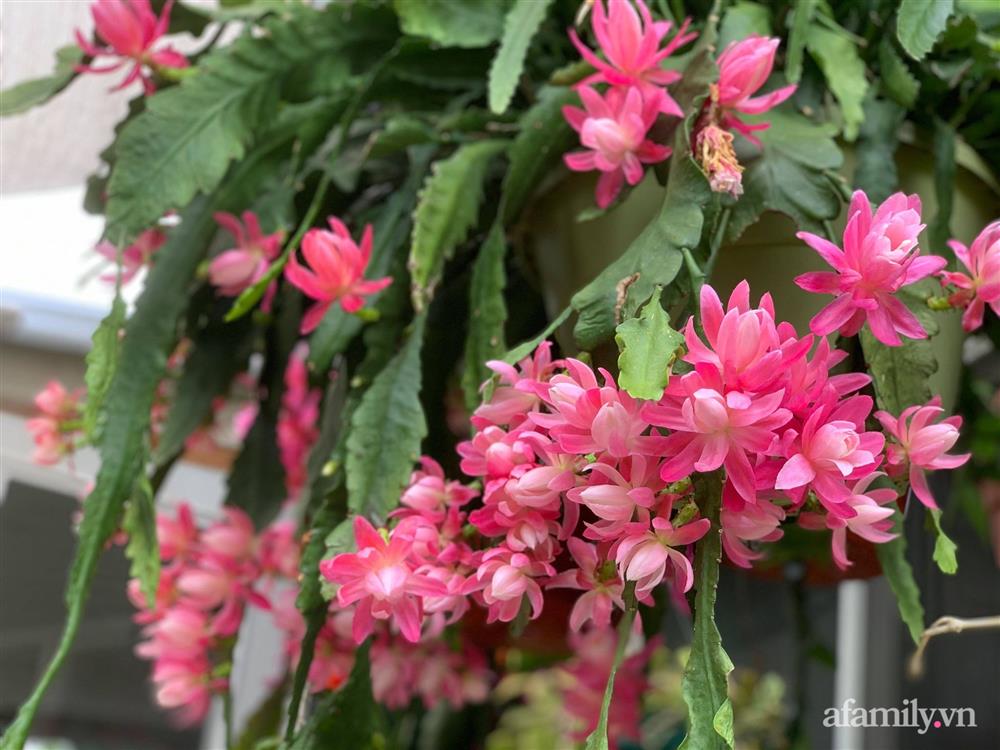 Khu vườn rực rỡ quanh năm với 200 loài quỳnh khoe sắc của mẹ đảm quê Phú Yên-6