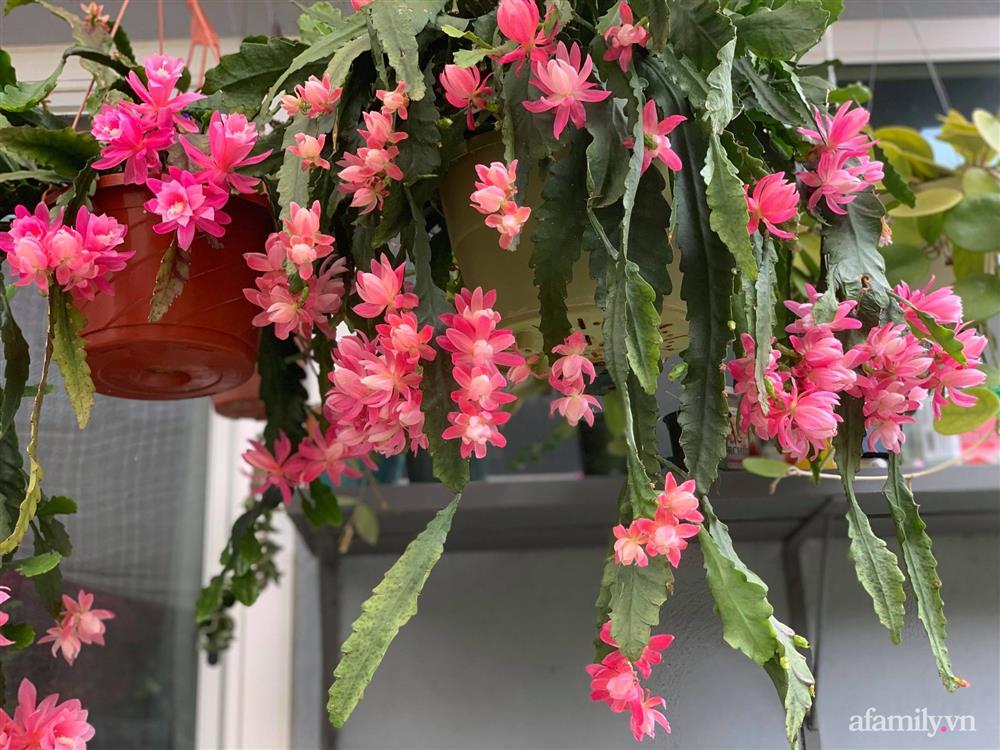 Khu vườn rực rỡ quanh năm với 200 loài quỳnh khoe sắc của mẹ đảm quê Phú Yên-7