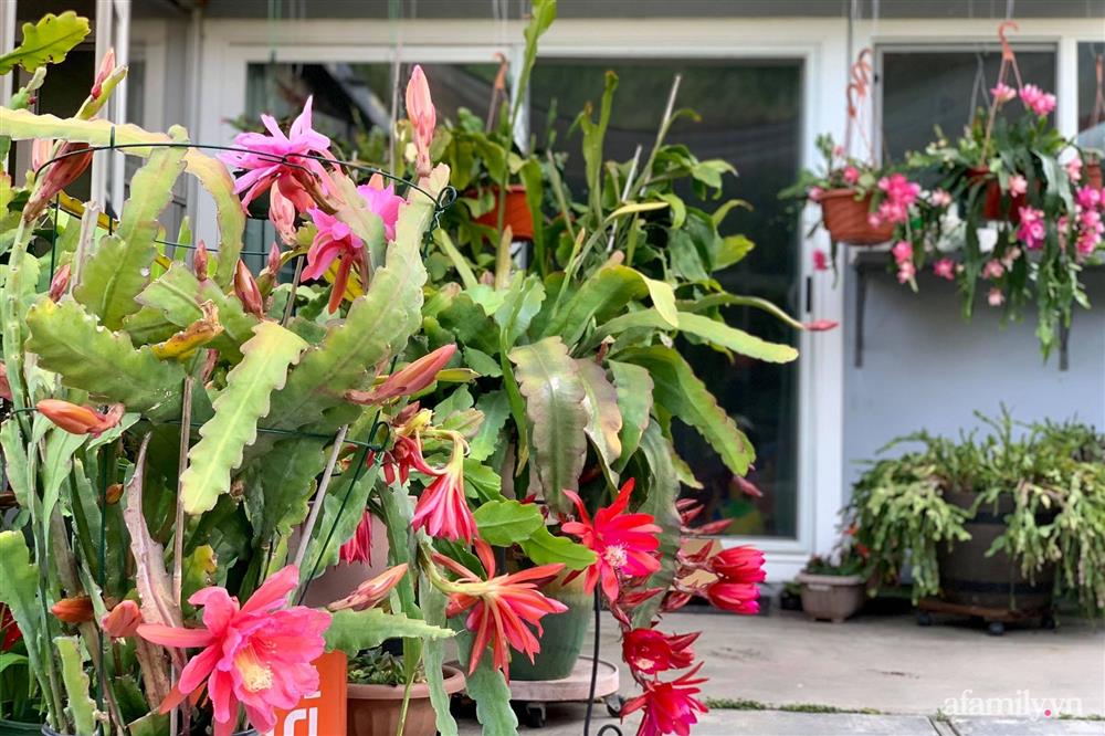 Khu vườn rực rỡ quanh năm với 200 loài quỳnh khoe sắc của mẹ đảm quê Phú Yên-8