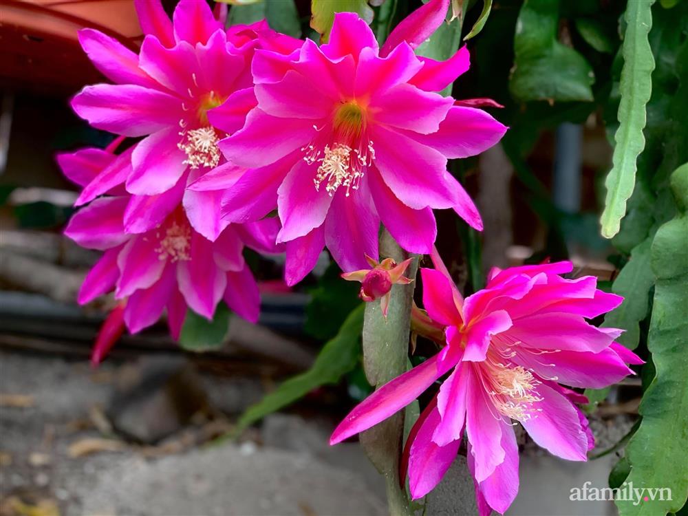 Khu vườn rực rỡ quanh năm với 200 loài quỳnh khoe sắc của mẹ đảm quê Phú Yên-9