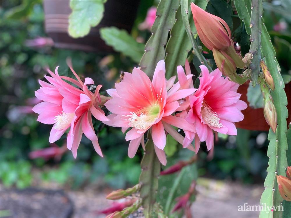 Khu vườn rực rỡ quanh năm với 200 loài quỳnh khoe sắc của mẹ đảm quê Phú Yên-10