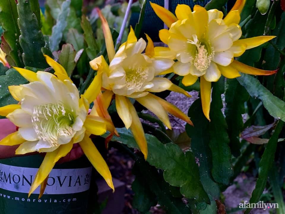 Khu vườn rực rỡ quanh năm với 200 loài quỳnh khoe sắc của mẹ đảm quê Phú Yên-12