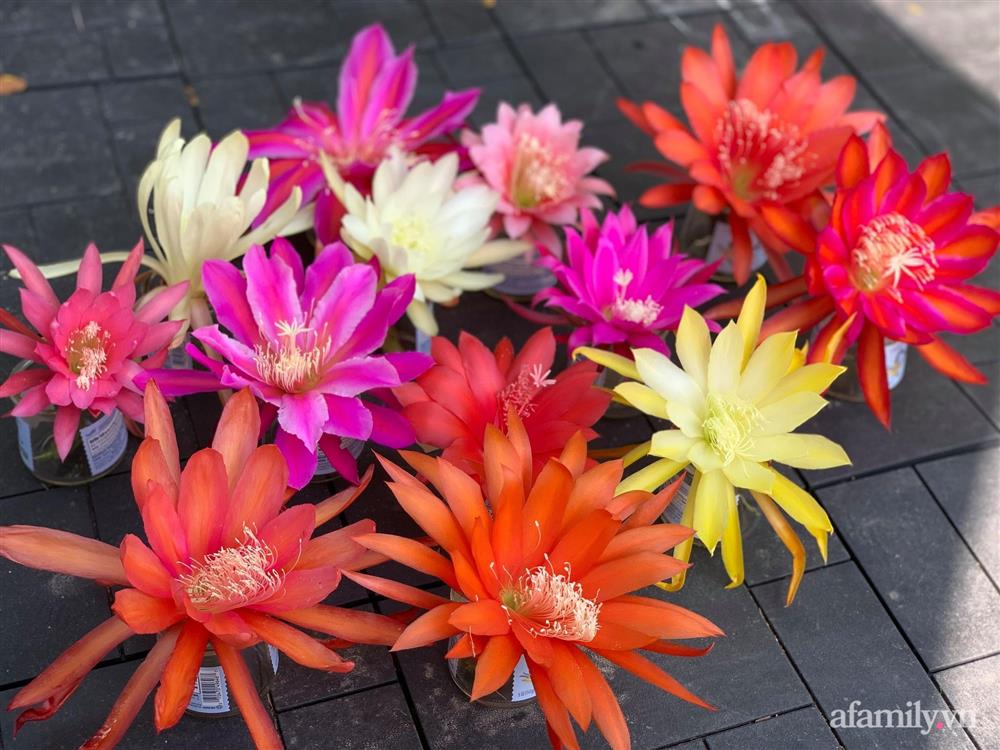 Khu vườn rực rỡ quanh năm với 200 loài quỳnh khoe sắc của mẹ đảm quê Phú Yên-13