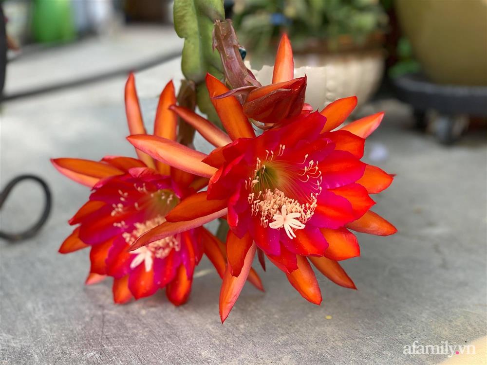 Khu vườn rực rỡ quanh năm với 200 loài quỳnh khoe sắc của mẹ đảm quê Phú Yên-14