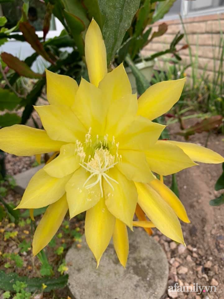 Khu vườn rực rỡ quanh năm với 200 loài quỳnh khoe sắc của mẹ đảm quê Phú Yên-15