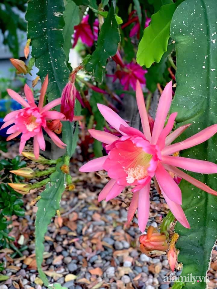 Khu vườn rực rỡ quanh năm với 200 loài quỳnh khoe sắc của mẹ đảm quê Phú Yên-16