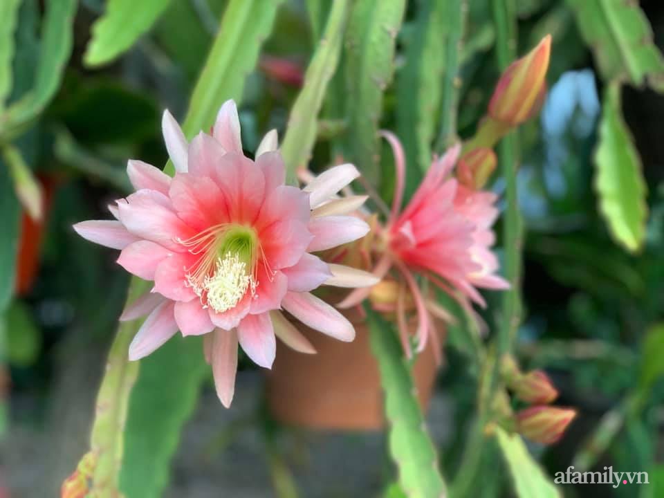 Khu vườn rực rỡ quanh năm với 200 loài quỳnh khoe sắc của mẹ đảm quê Phú Yên-18