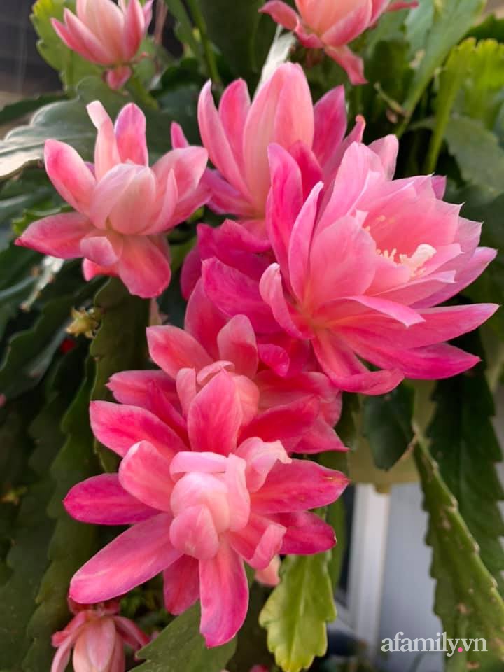 Khu vườn rực rỡ quanh năm với 200 loài quỳnh khoe sắc của mẹ đảm quê Phú Yên-19