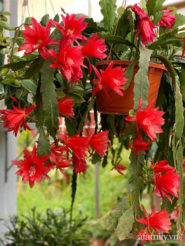 Khu vườn rực rỡ quanh năm với 200 loài quỳnh khoe sắc của mẹ đảm quê Phú Yên-20