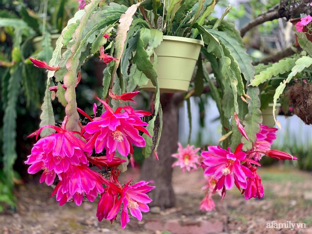 Khu vườn rực rỡ quanh năm với 200 loài quỳnh khoe sắc của mẹ đảm quê Phú Yên-21