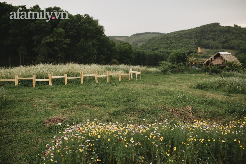 Cặp vợ chồng trẻ bỏ phố về quê xây ngôi nhà nhỏ trên mảnh đồi 2ha phủ quanh toàn hoa cỏ đồng nội như vườn Châu Âu-11